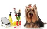Profile Photos of BOW WOW London Dog Grooming