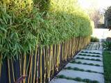 Profile Photos of Redcloud Bamboo