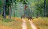 safari booking in pench national park Jungle Safari Booking In Pench National Park Village Awargani, Pench National Park, District - Seoni - 480881 
