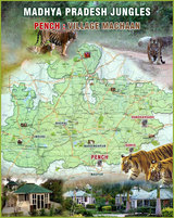 pench national park, Jungle Safari Booking In Pench National Park, Seoni