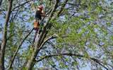  Van Till Tree Care 1354 Armstrong Dr 