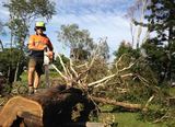 Profile Photos of Tree Lopping Brisbane