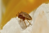 Profile Photos of Bed Bugs Treatment and Removal