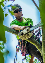 New Album of Tree Service Cutting & Removal