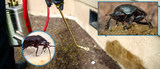 Profile Photos of My Home Pest Control