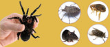 Profile Photos of My Home Pest Control