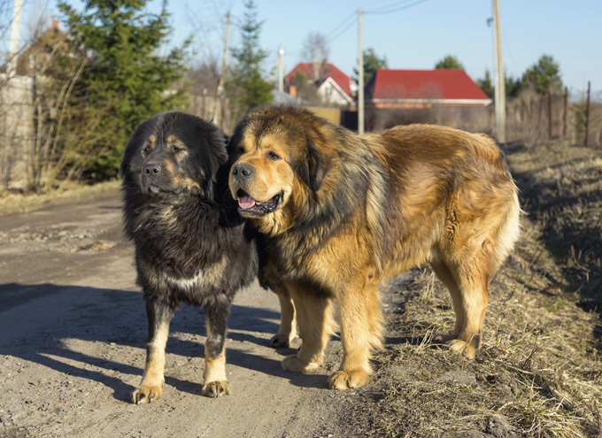 Two dog breed Tibetan Mastiff New Album of TIBETAN MASTIFFS 3367 Lakeshore Boulevard W - Photo 4 of 5