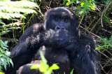 Profile Photos of Gorilla Trekking Rwanda