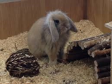 New Album of Pets at Home Leeds