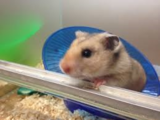 New Album of Pets at Home Leeds