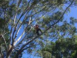  JC Tree Services Gold Coast 15 Narrabri Court 