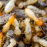 Profile Photos of Integrated Pest Management