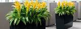  Universal Floral Office Plants Rental & Plants Maintenance Service UK 8 Richelieu Park, Finglas North 