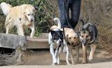 Dogs, Pet Services CiaoCiao PetCare 247 Esplanade 