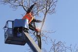  Fayetteville Tree Care Services 511 N. Reilly Rd #9 