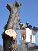 Profile Photos of Fayetteville Tree Care Services