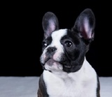 Profile Photos of The Barking Butler Pet Care