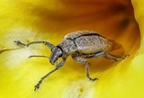 Profile Photos of Pest Control Centennial