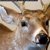 Profile Photos of Garner's Deer Processing & Produce