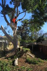 Ross performing a tree removal in Rockdale