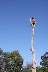 Ross up high performing a large tree removal in Blacktown