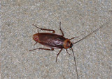 Profile Photos of pestrgone - Cockroach Control Toronto