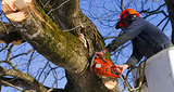 Profile Photos of Lincoln Tree Service