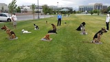 Dog Training Elite, Salt Lake City