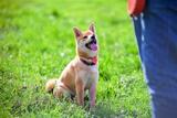 Profile Photos of SLO County Dog Training