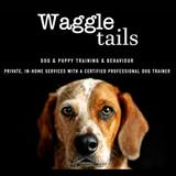 New Album of WaggleTails
