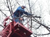Profile Photos of Southern Maryland Fellers Tree Service