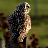 Brown short-eared owls hunts for Orkney voles on the property