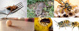 Profile Photos of Fast Pest Control Brisbane