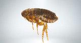 Profile Photos of Burnaby Pest