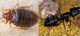  Same Day Pest Control Brisbane, Queensland, 4000, Australia 
