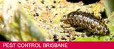  Be Pest Free Brisbane City 