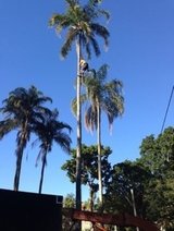 New Album of Tree Removal Cannon Hill