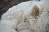 Profile Photos of Muddy Paw Sled Dog Kennel LLP