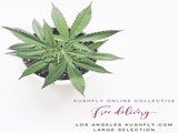 New Album of Kushfly Medical Marijuana Delivery