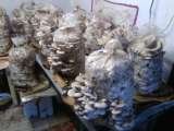 Pricelists of mushroom mycelium