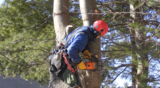 Gallery of PC Tree Services