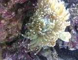 Reef of Aquarium Bucharest
