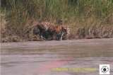 Tiger seen in Bardia National Park, on the bank of Karnali River, Bardia National Park | Wildlife in Nepal | Bird Watching in Nepal | Bardia Jungle Cottage, Thakudwara