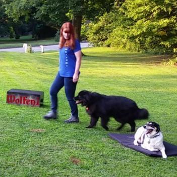  New Album of Wolfen1 Dog Training 5 Premium Point Ln, #2108 - Photo 2 of 3