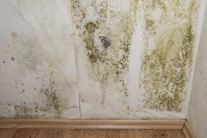  New Album of Mold Removal Experts of Las Vegas 300 S 4th St #350 - Photo 2 of 4