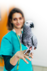 Young woman veterinarian standing in her office and holding big African Grey parrot on her fingers