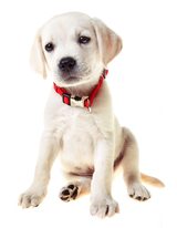 A cute 9 week old yellow lab puppy with a red collar isolated on white.
