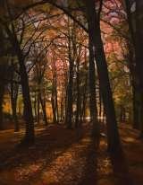 Autumn In the Park I Melanie Frobisher Photo Art Englefield Green 