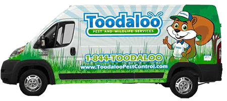  New Album of Toodaloo Pest Control Suite 161 318 - 21st Street East - Photo 2 of 2