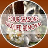 Four Seasons Wildlife Removal Four Seasons Wildlife Removal - Raccoon Removal Toronto 88 Cedarcrest Blvd, East york, Ontario 